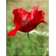 Noces de Coquelicot - 8 ans