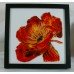 Tableau coquelicot sur verre