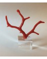 Branche de corail