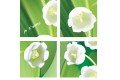 Sous-verres - muguet